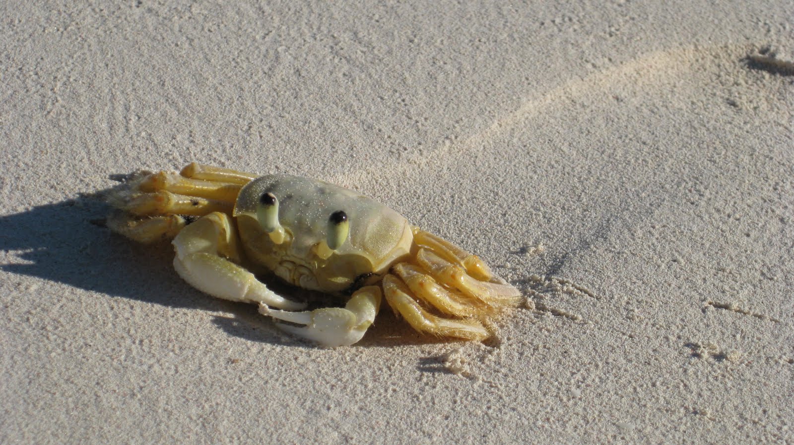 Crab