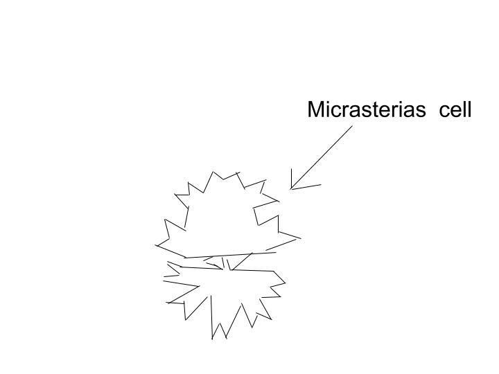 Micrasterias.jpg